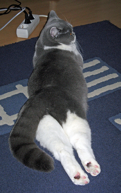 老鹰碾压猛龙，福克斯惊艳爆发让比赛提前失去悬念