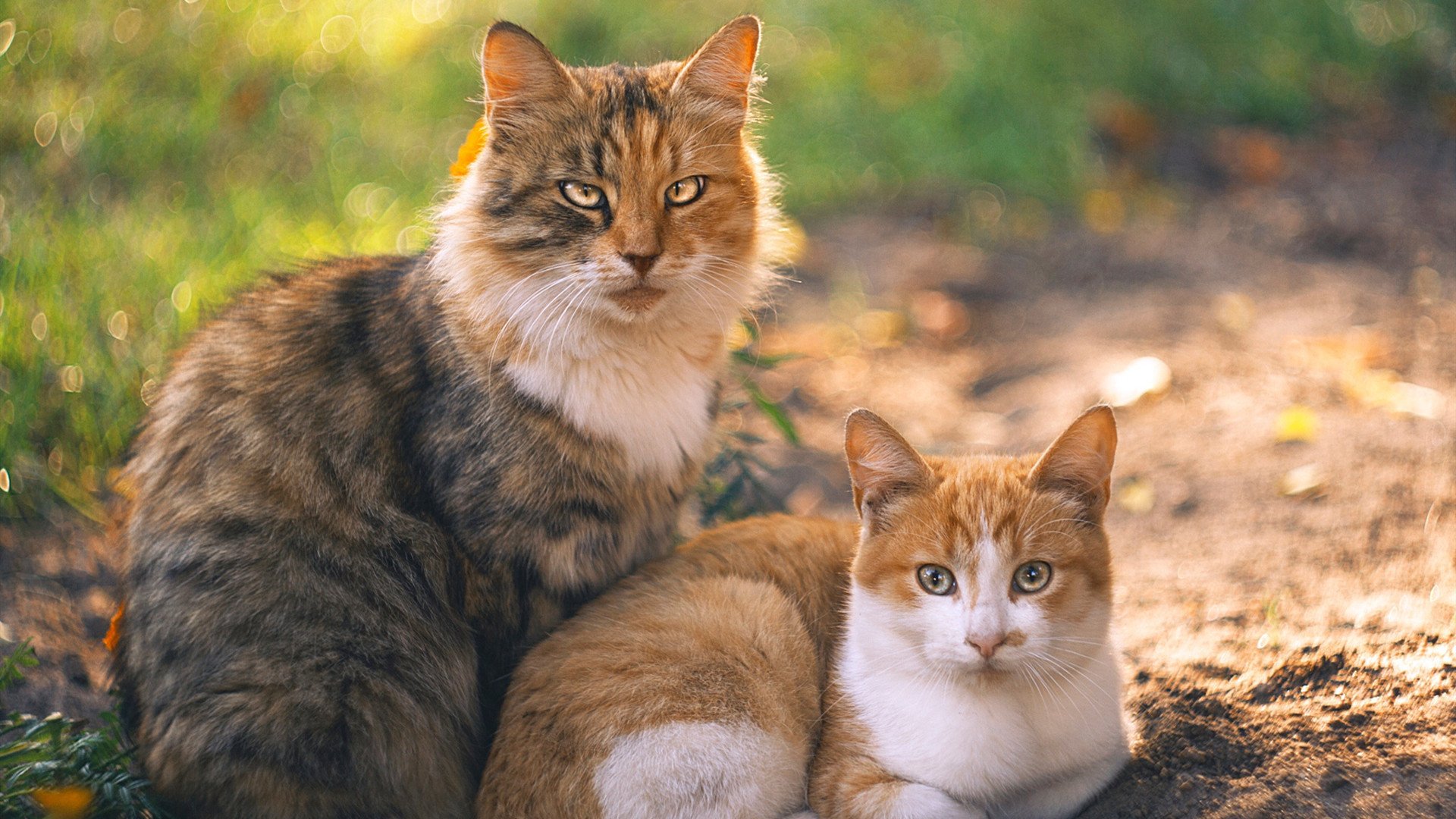 伊朗全面压制洪都拉斯，伊布在意甲焦点战接管比赛，足球世界的双重荣耀