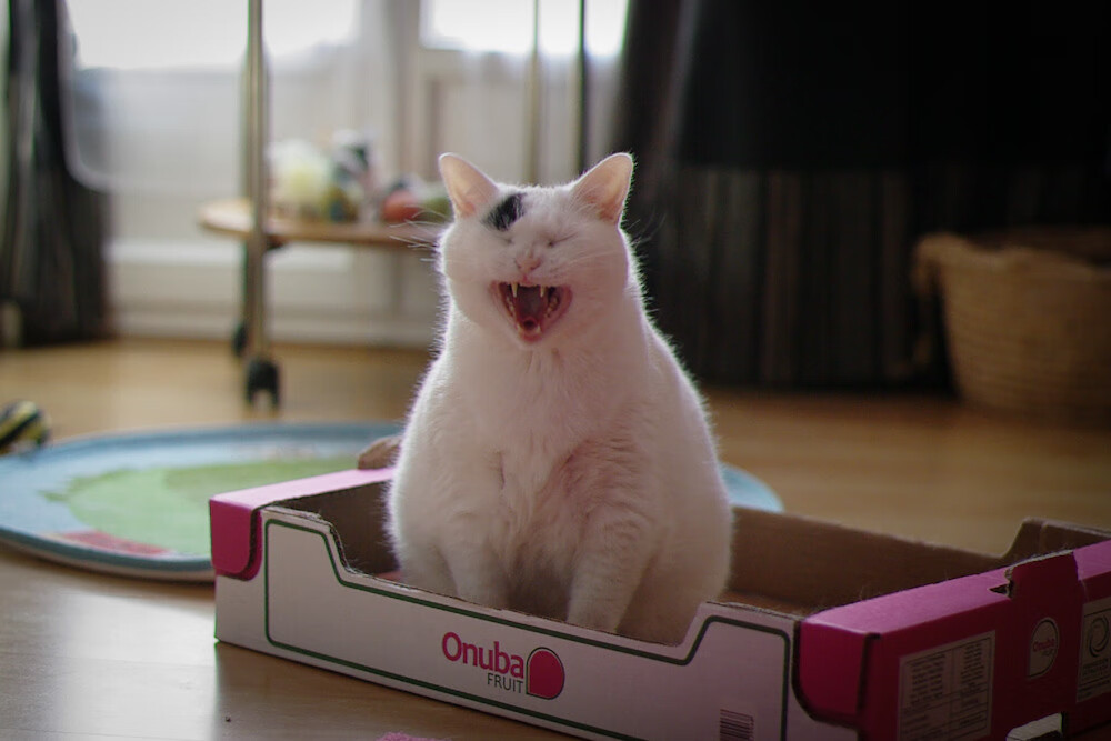 钢铁意志，当欧文用末节接管击碎辽宁的不败神话